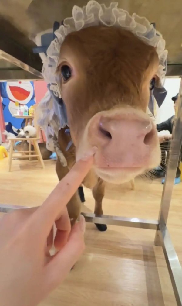 郑州股票配资平台 西安一“牛咖”走红！萌牛、狐狸随便撸！动物实行“轮休”